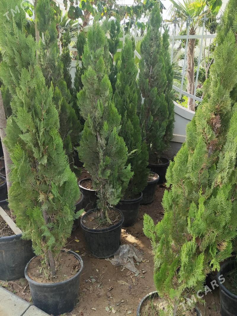 Yolka Ёлка Tuya - Ашхабад - img 4