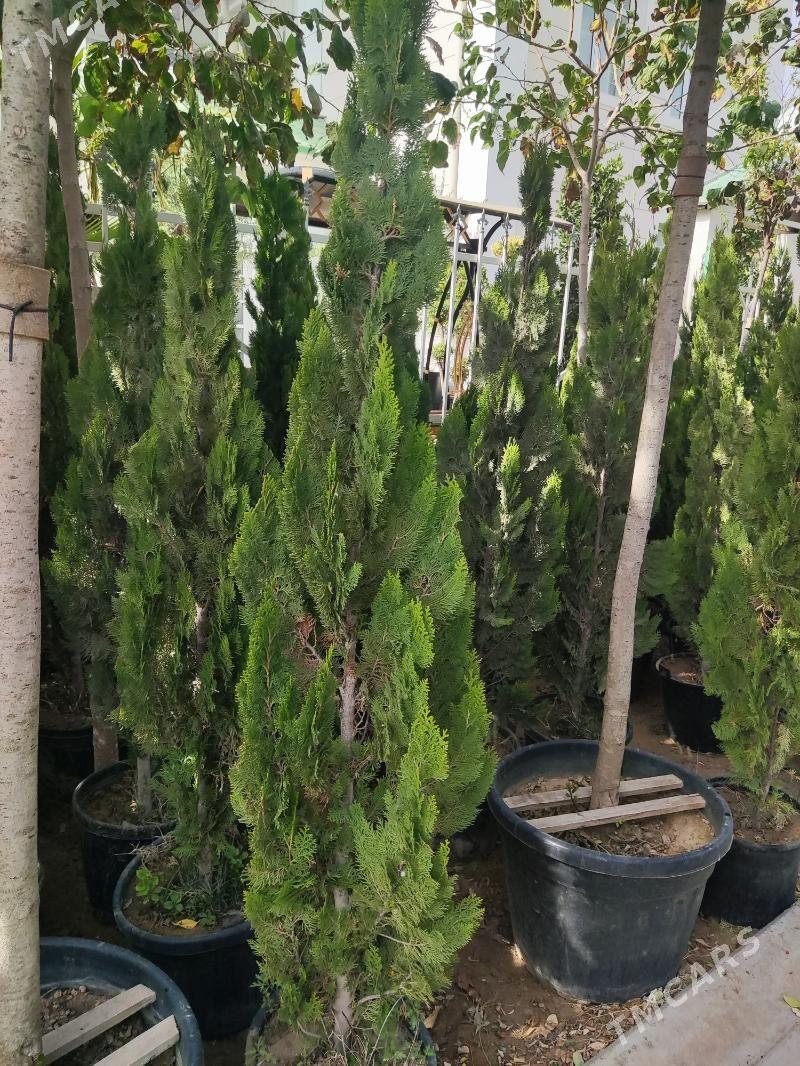 Yolka Ёлка Tuya - Ашхабад - img 1