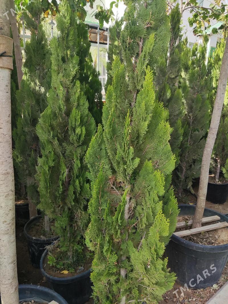 Yolka Ёлка Tuya - Ашхабад - img 2