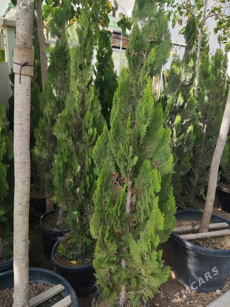 Yolka Ёлка Tuya - Ашхабад - img 3