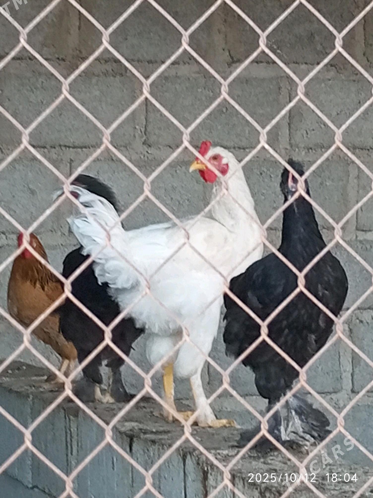 towuk - Гумдаг - img 8