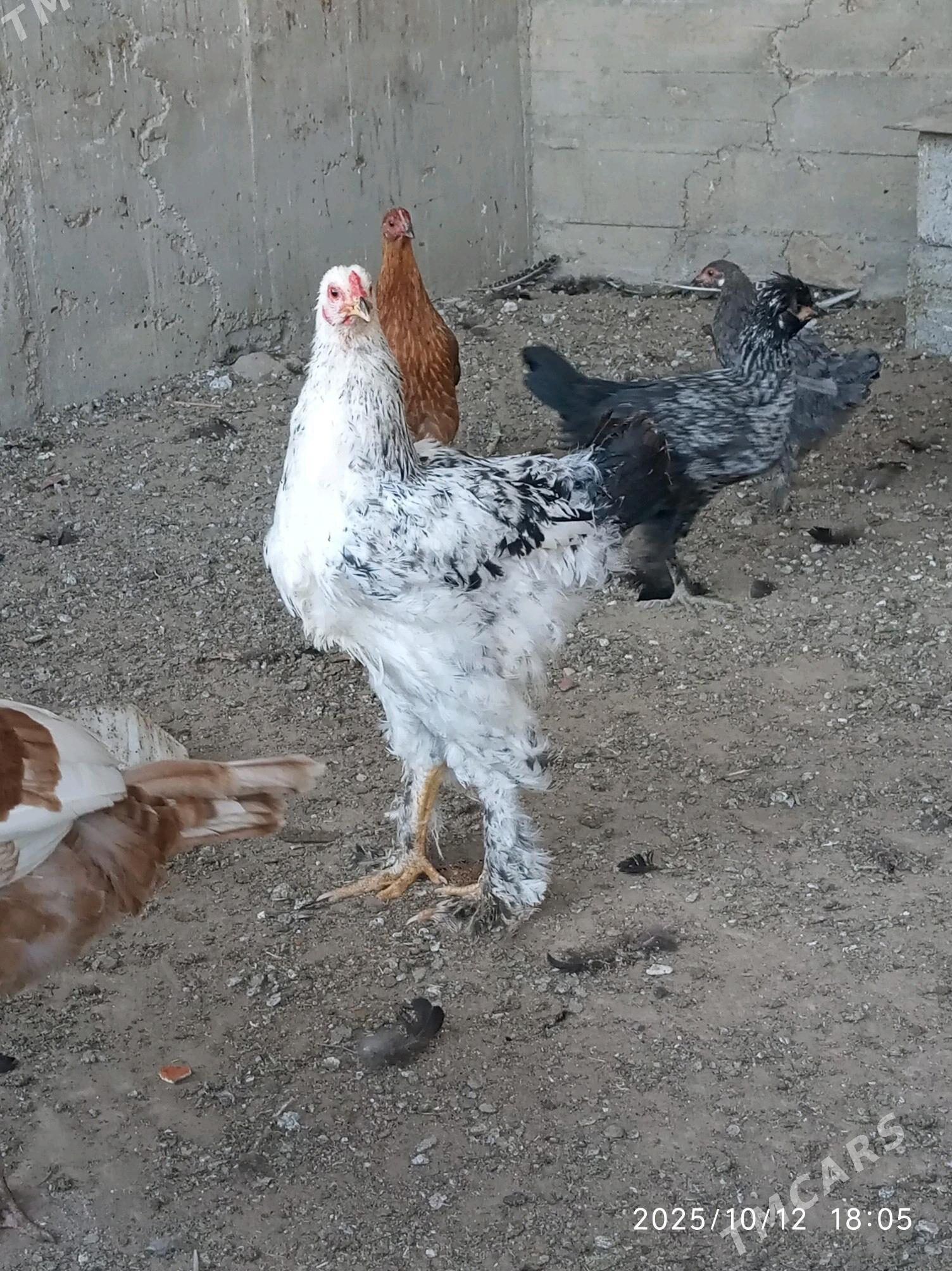 towuk - Гумдаг - img 3