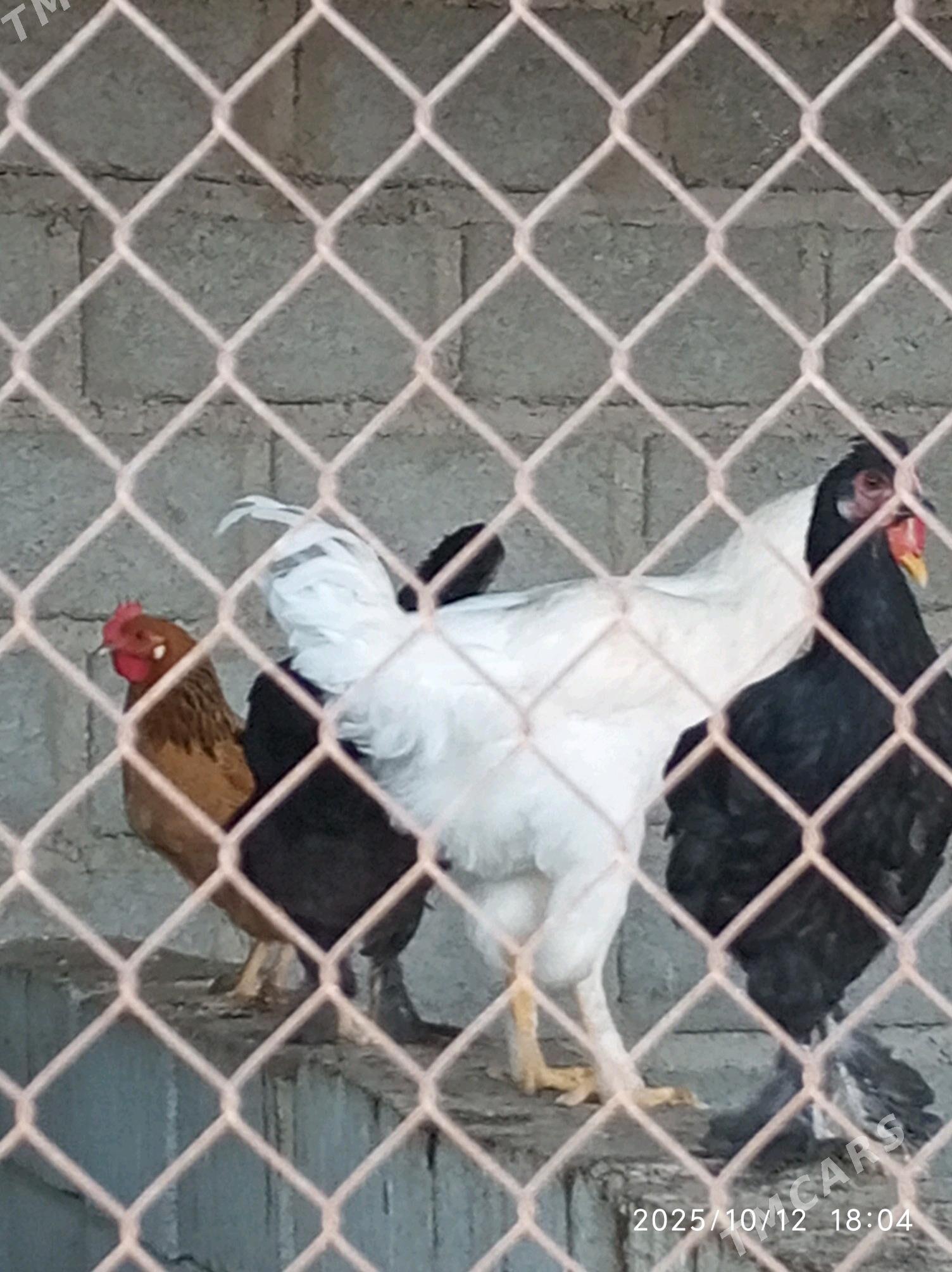 towuk - Гумдаг - img 7