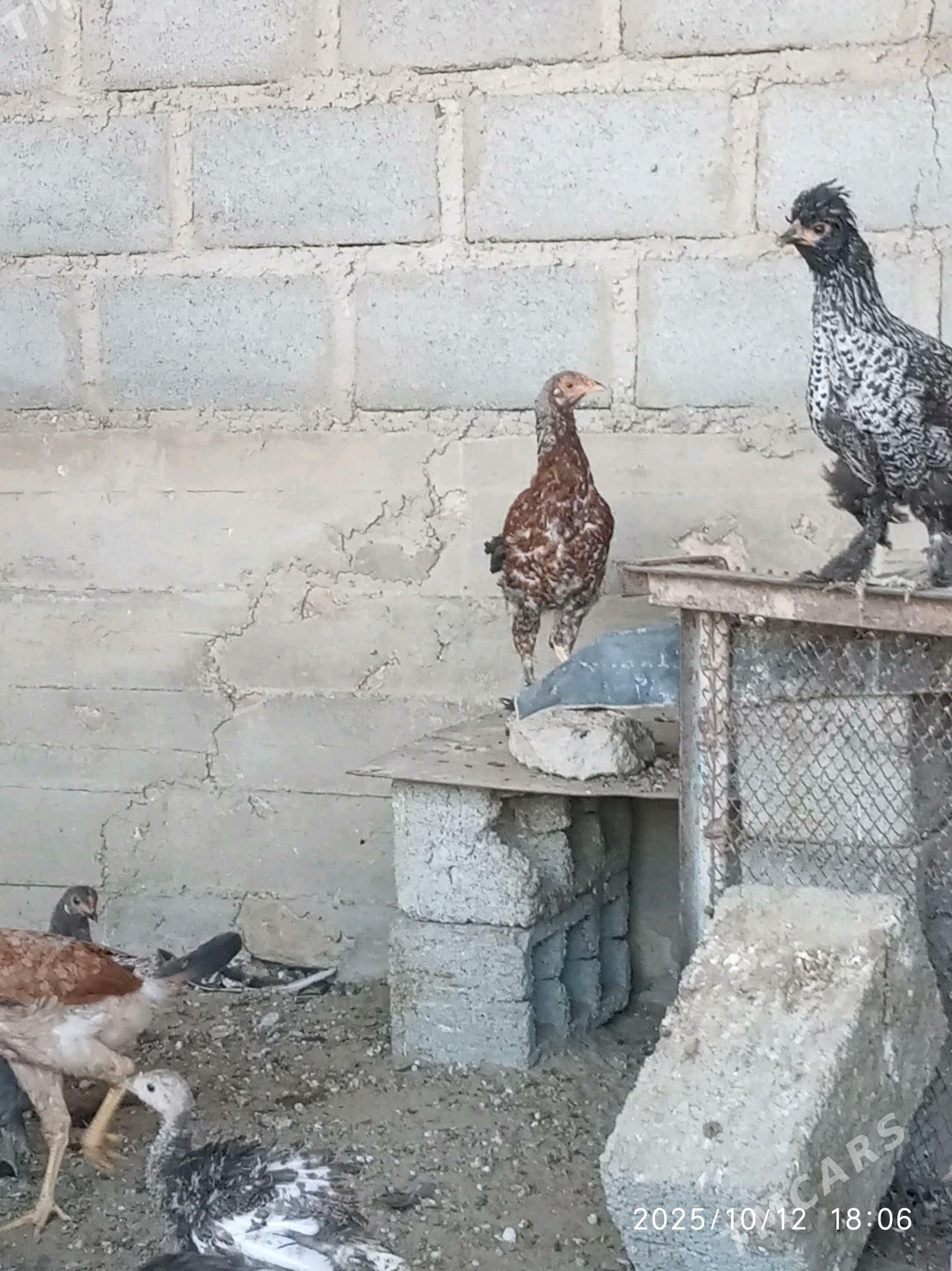 towuk - Гумдаг - img 6