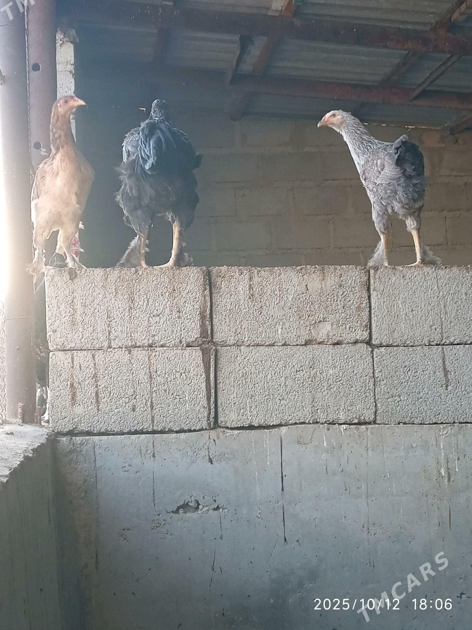 towuk - Гумдаг - img 5