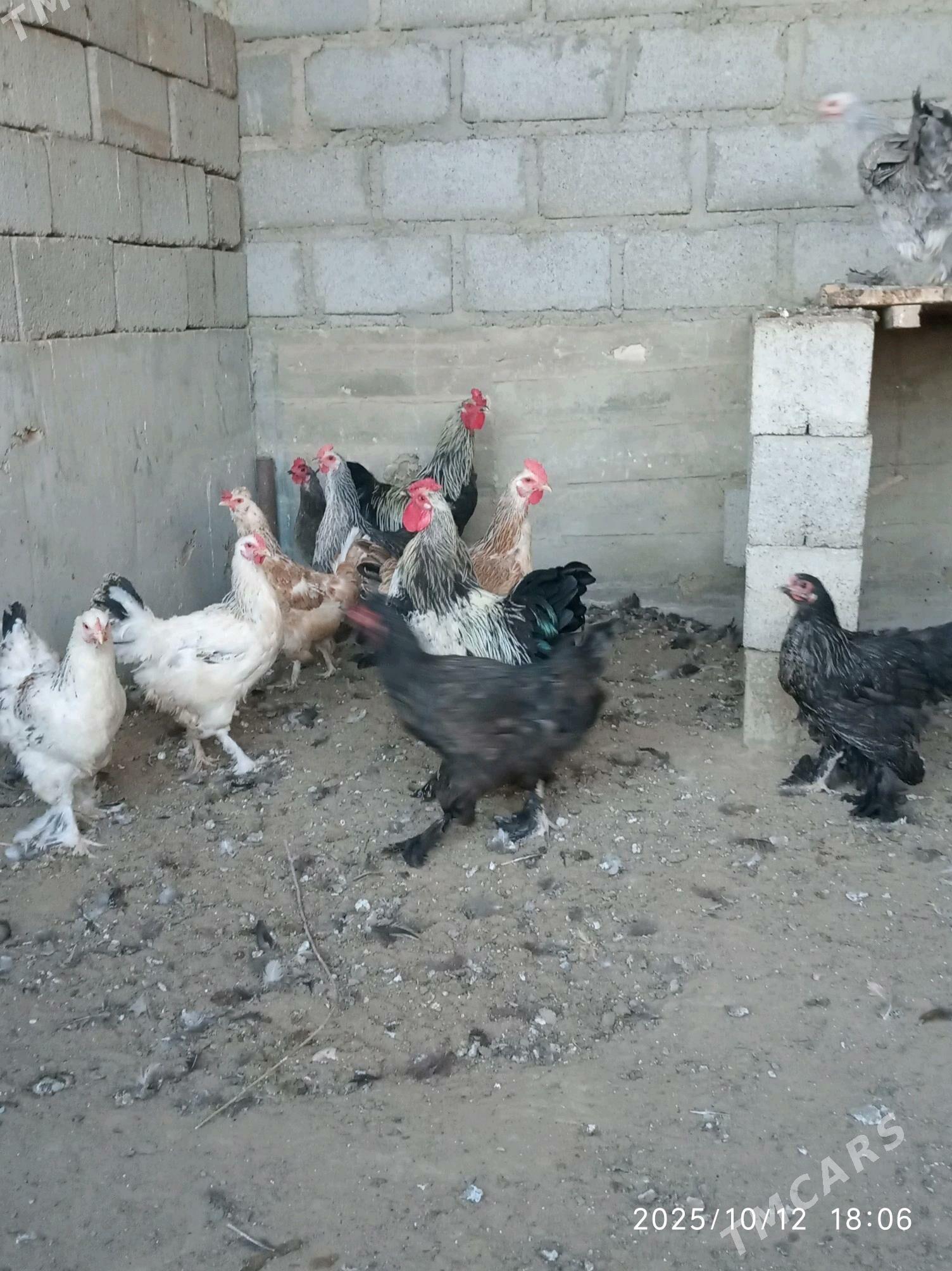 towuk - Гумдаг - img 2