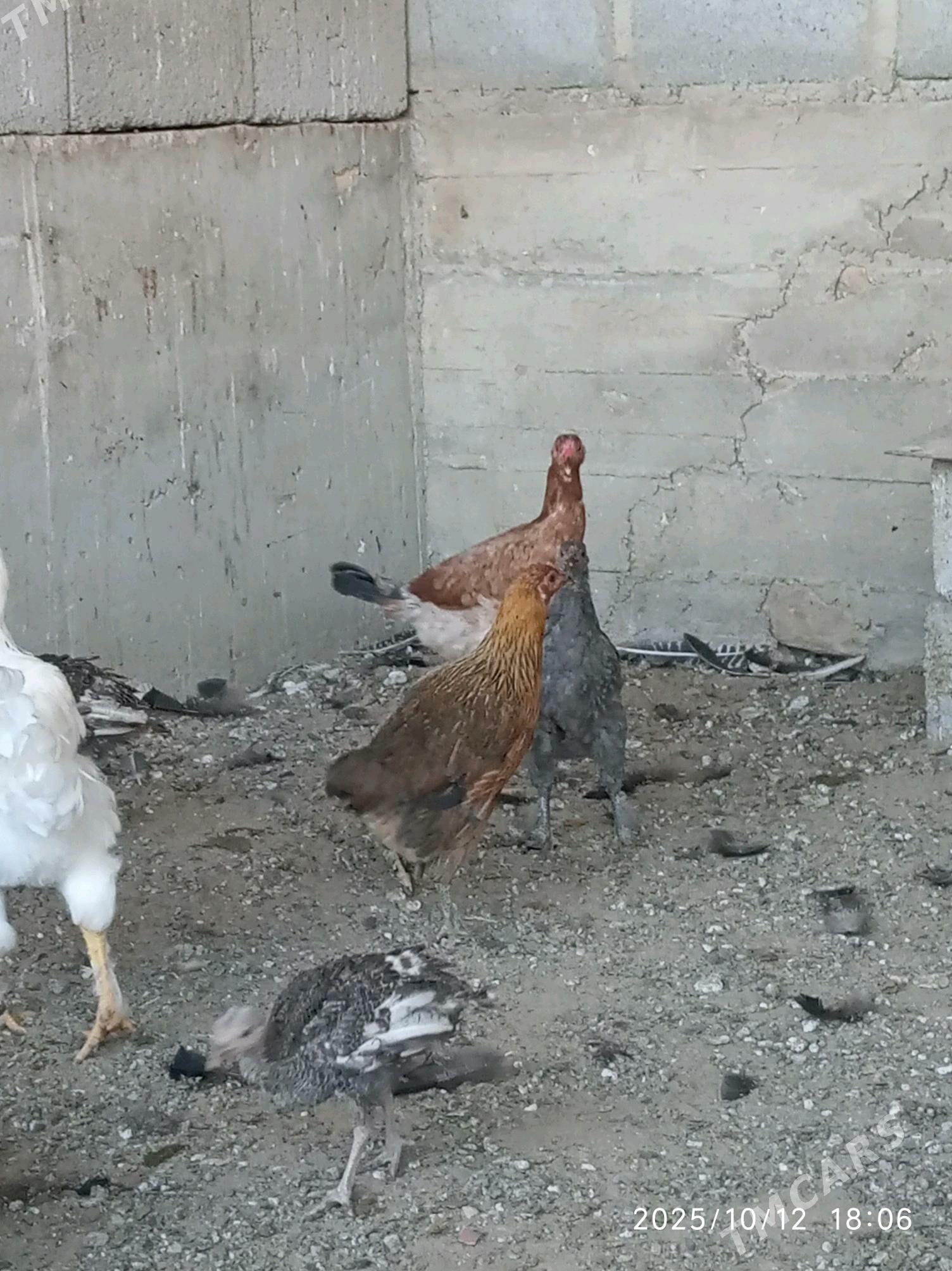 towuk - Гумдаг - img 4