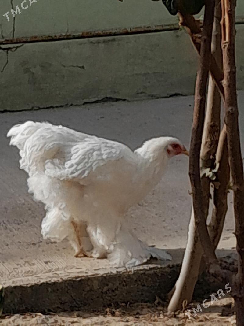 Akja - Гарадамак - img 2