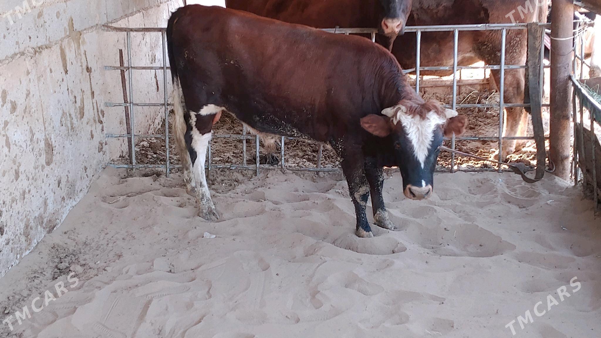 öküz - Hazar - img 4