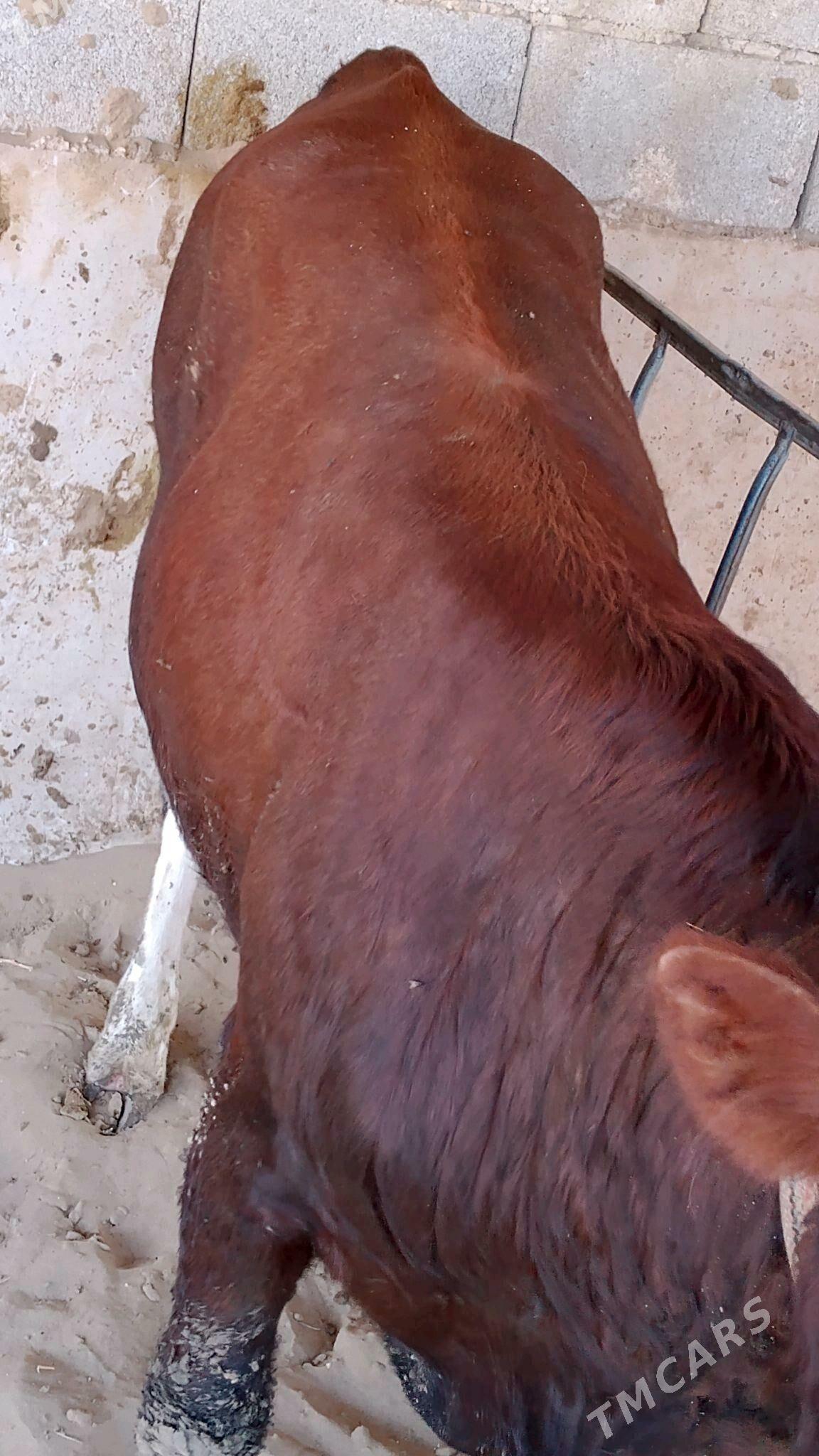 öküz - Hazar - img 2