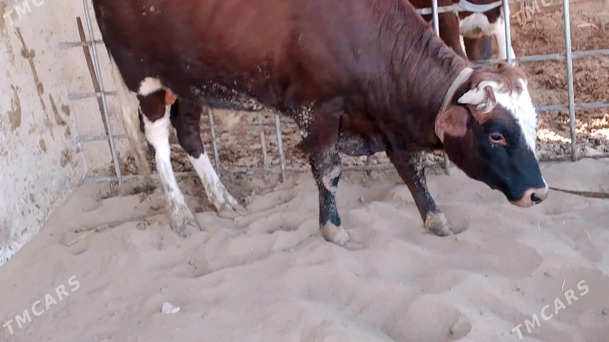 öküz - Hazar - img 5