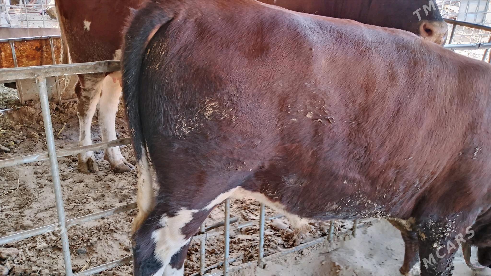 öküz - Hazar - img 3