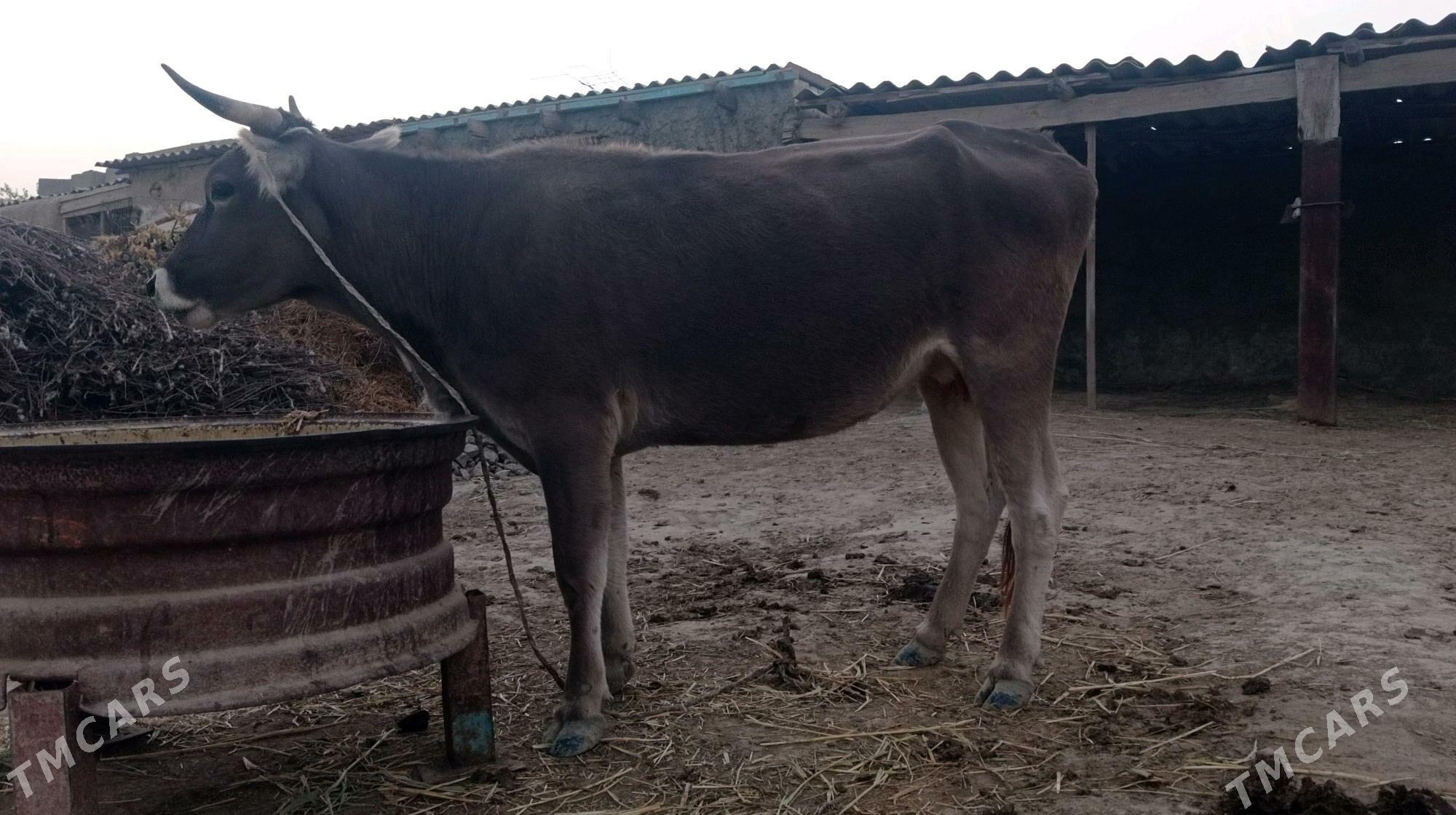 bogaz sygyr - Bäherden - img 2