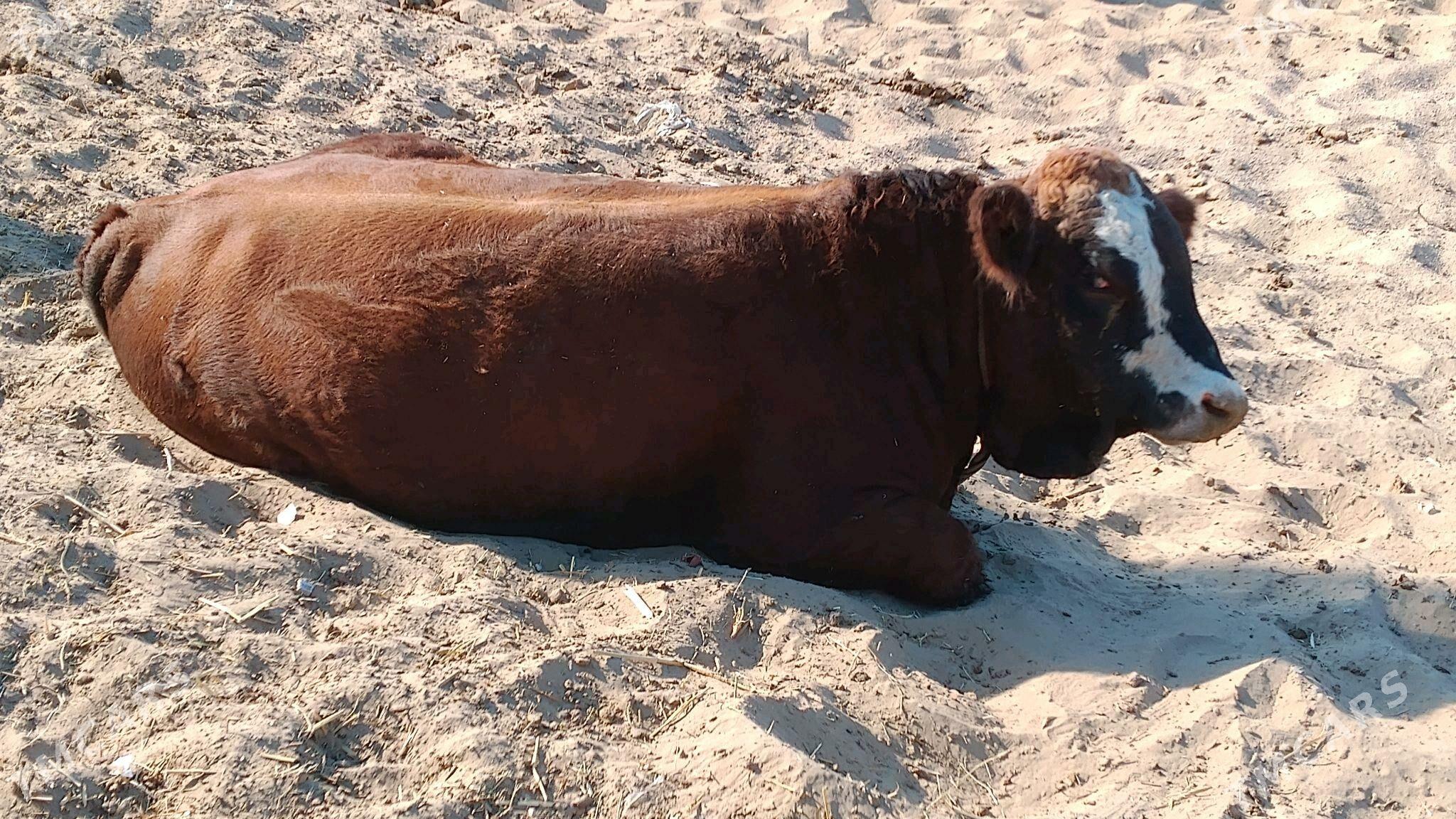 Öküz - Hazar - img 4