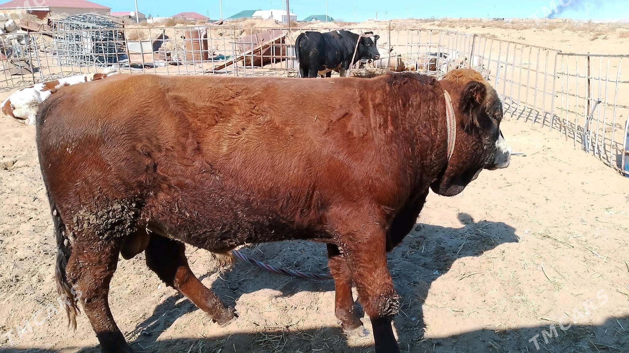 Öküz - Hazar - img 2