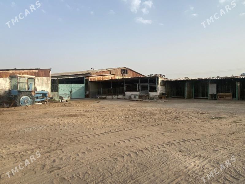 Hususy ferma - Анев - img 4