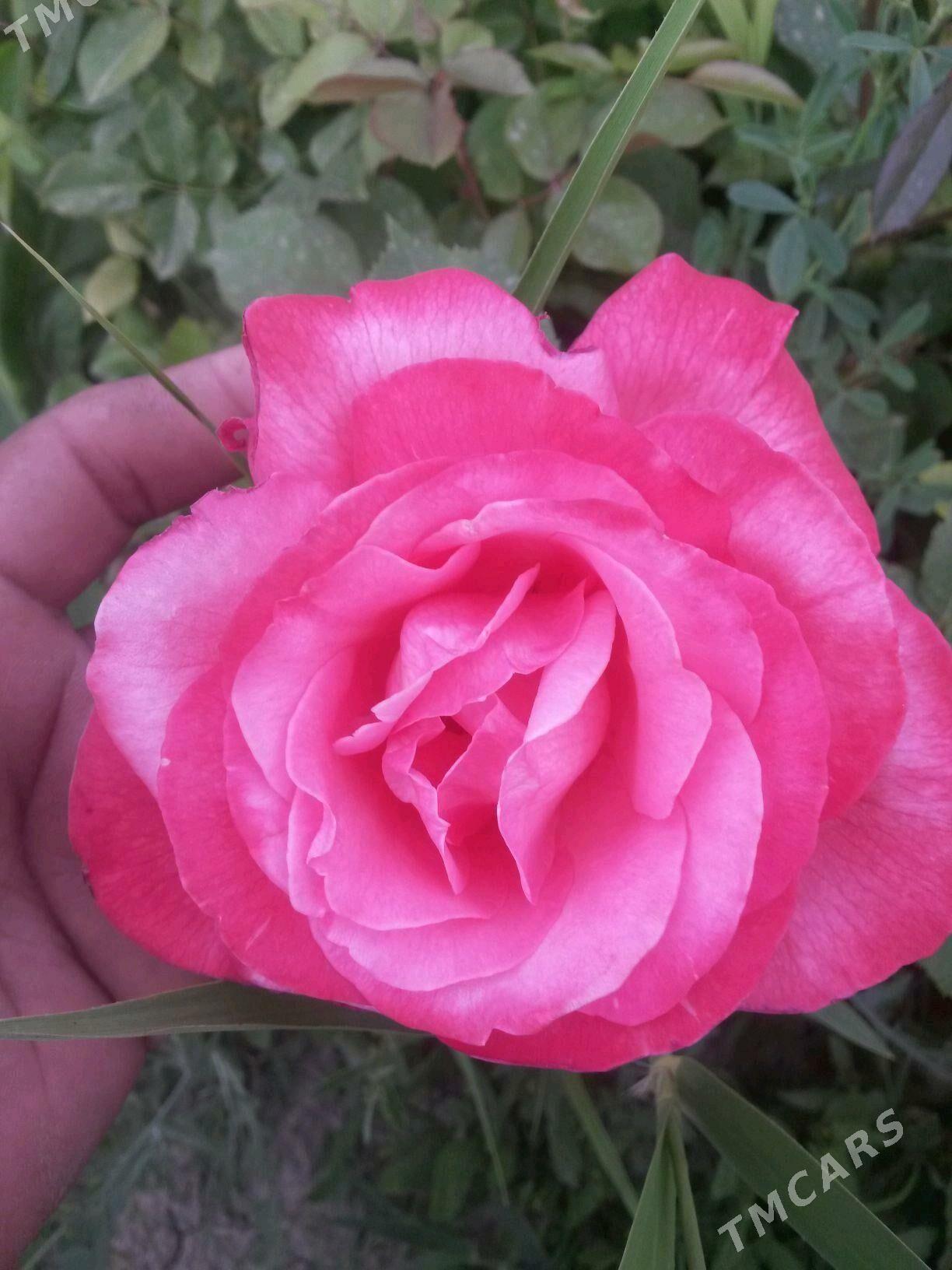 Bägül - Гёкдепе - img 5