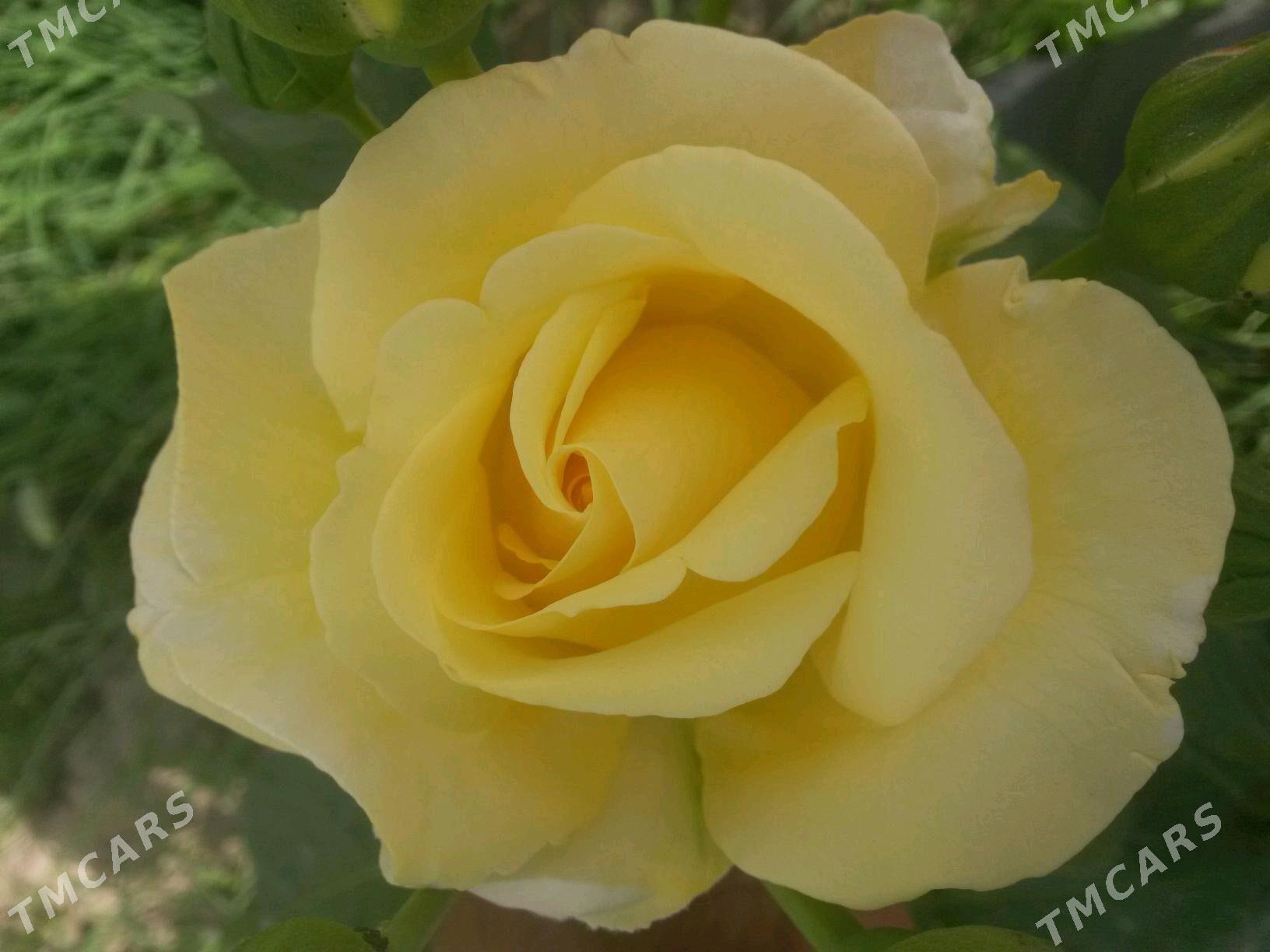 Bägül - Гёкдепе - img 2