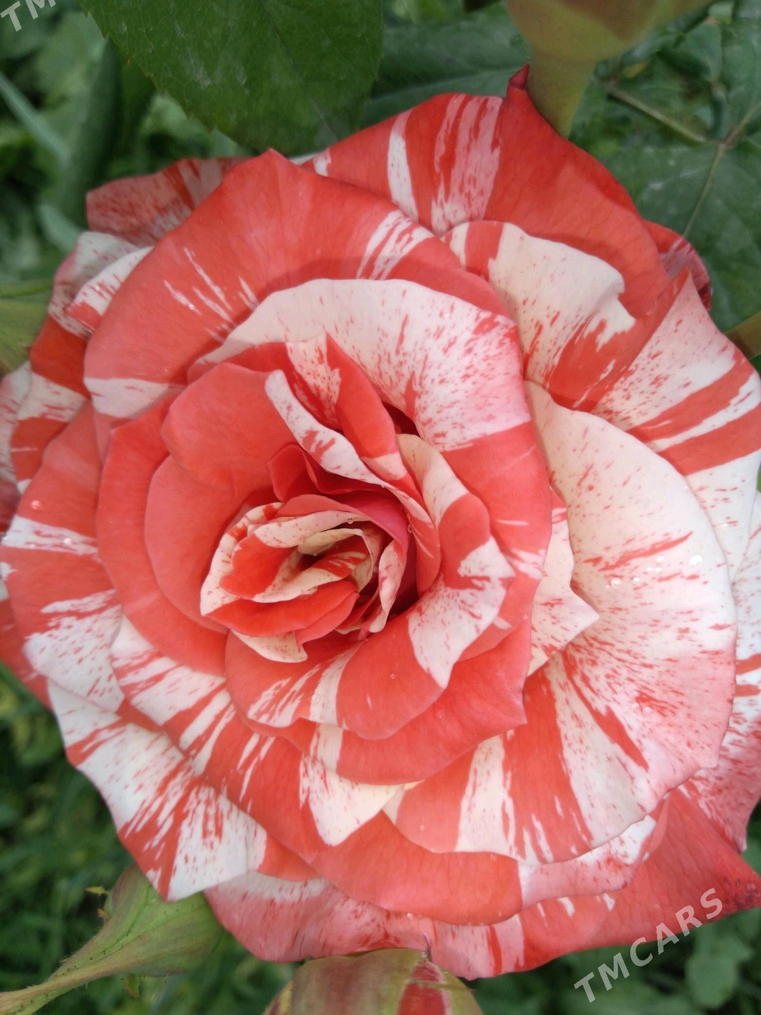 Bägül - Гёкдепе - img 4