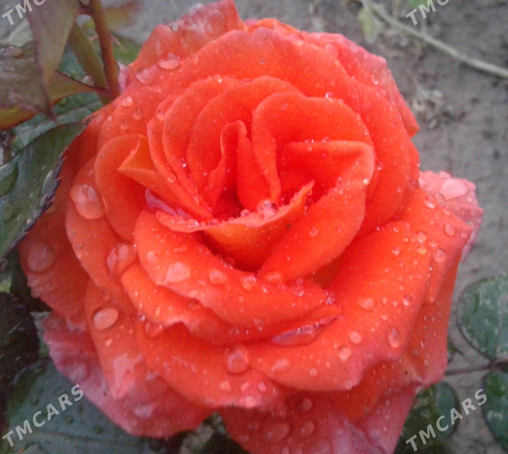 Bägül - Гёкдепе - img 3