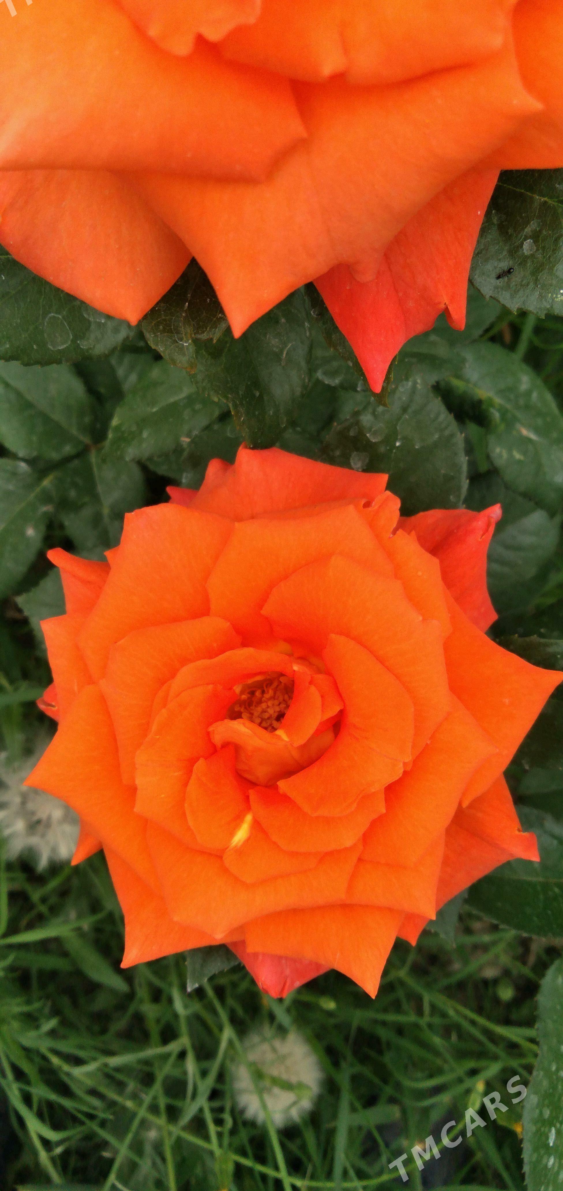 Bägül - Гёкдепе - img 6