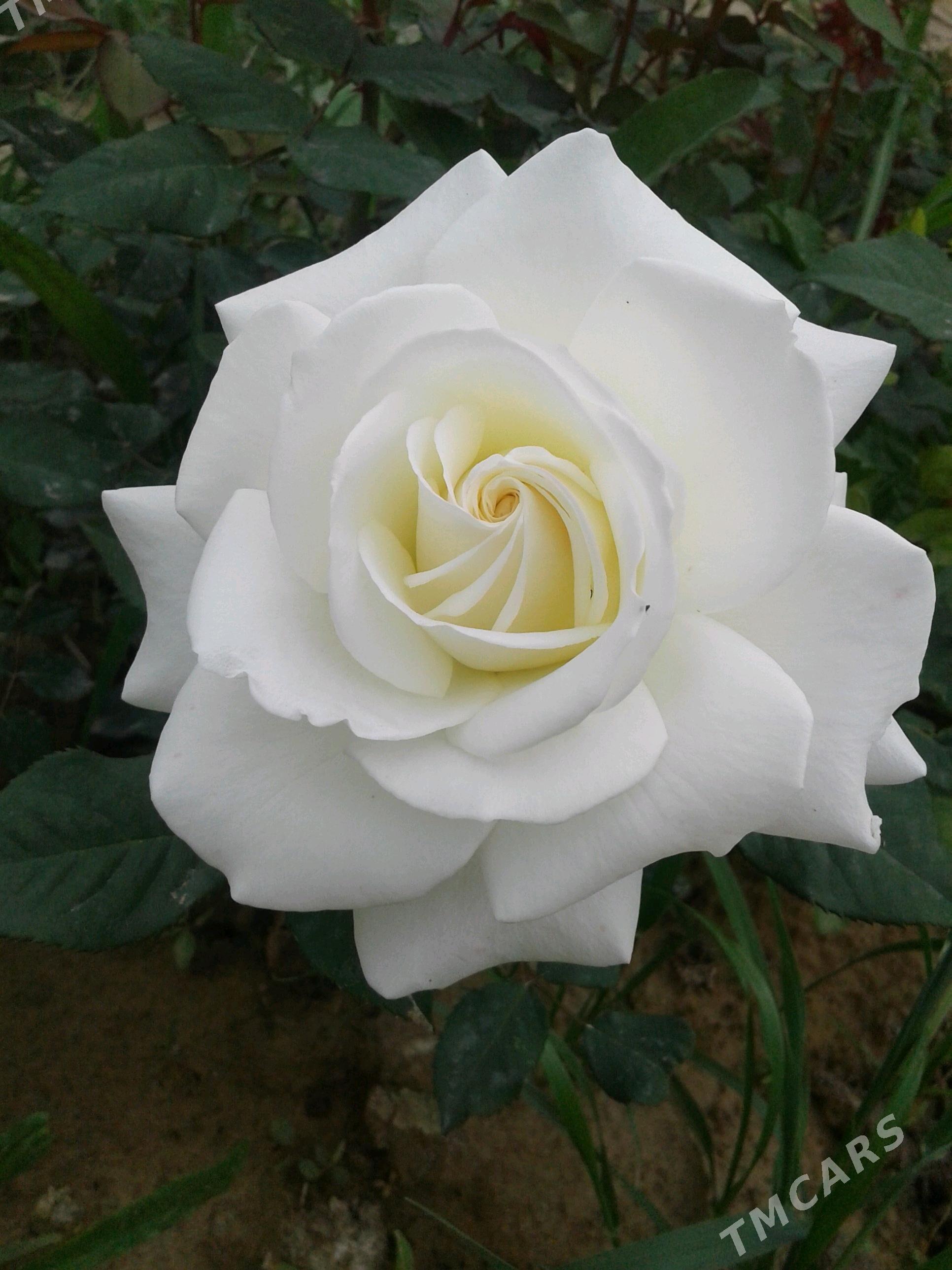 Bägül - Гёкдепе - img 7