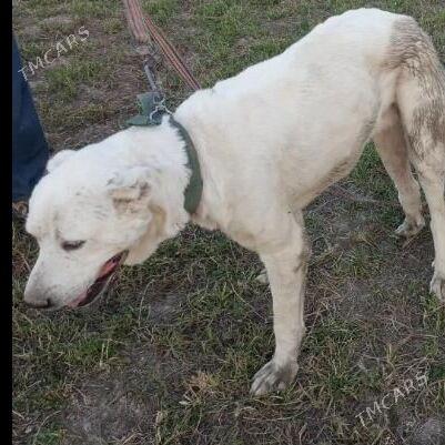 Andrey Mary - Туркменабат - img 1