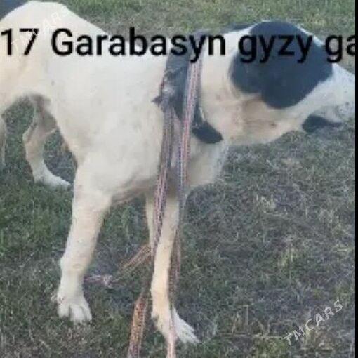 Andrey Mary - Туркменабат - img 2