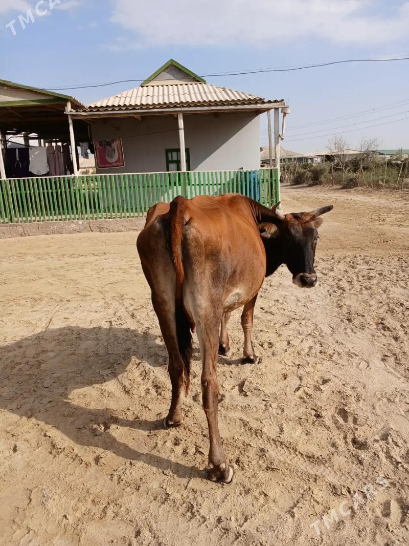 golesiz sygyr - Эсенгулы - img 2