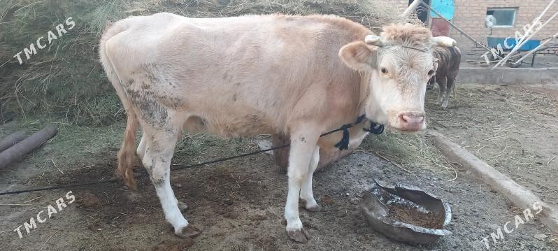 Gòleli sygyr - Tejen - img 2