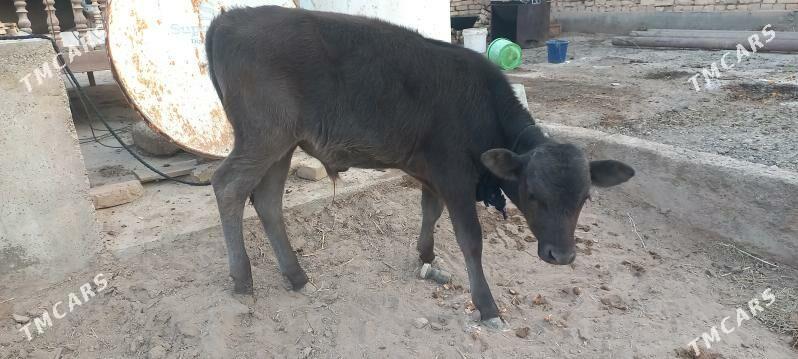 Gòleli sygyr - Tejen - img 4