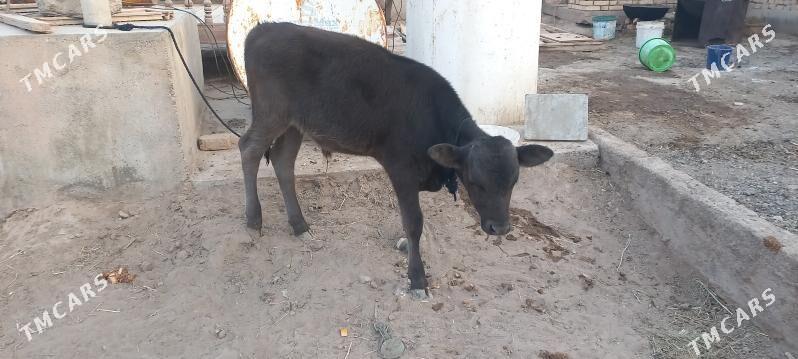 Gòleli sygyr - Tejen - img 1