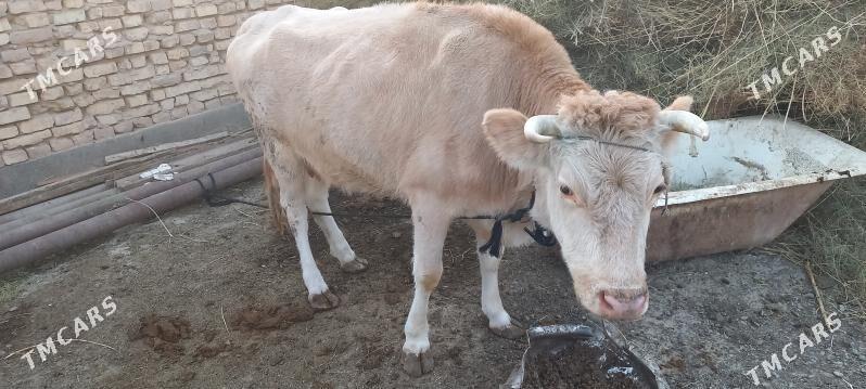 Gòleli sygyr - Tejen - img 3