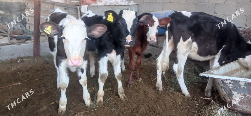 gole - Aşgabat - img 3