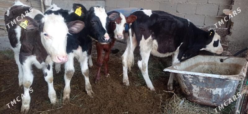 gole - Aşgabat - img 4