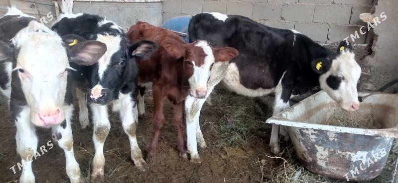 gole - Aşgabat - img 2