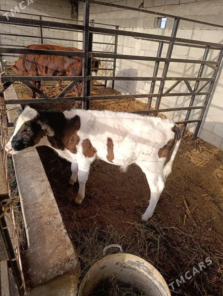 semental gole - Гуртли - img 6