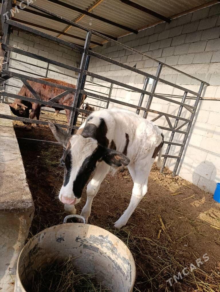 semental gole - Гуртли - img 4