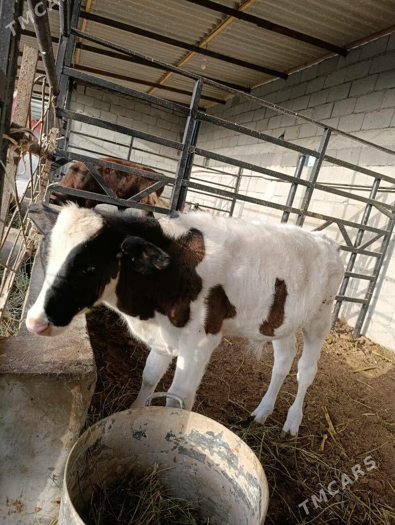 semental gole - Гуртли - img 5