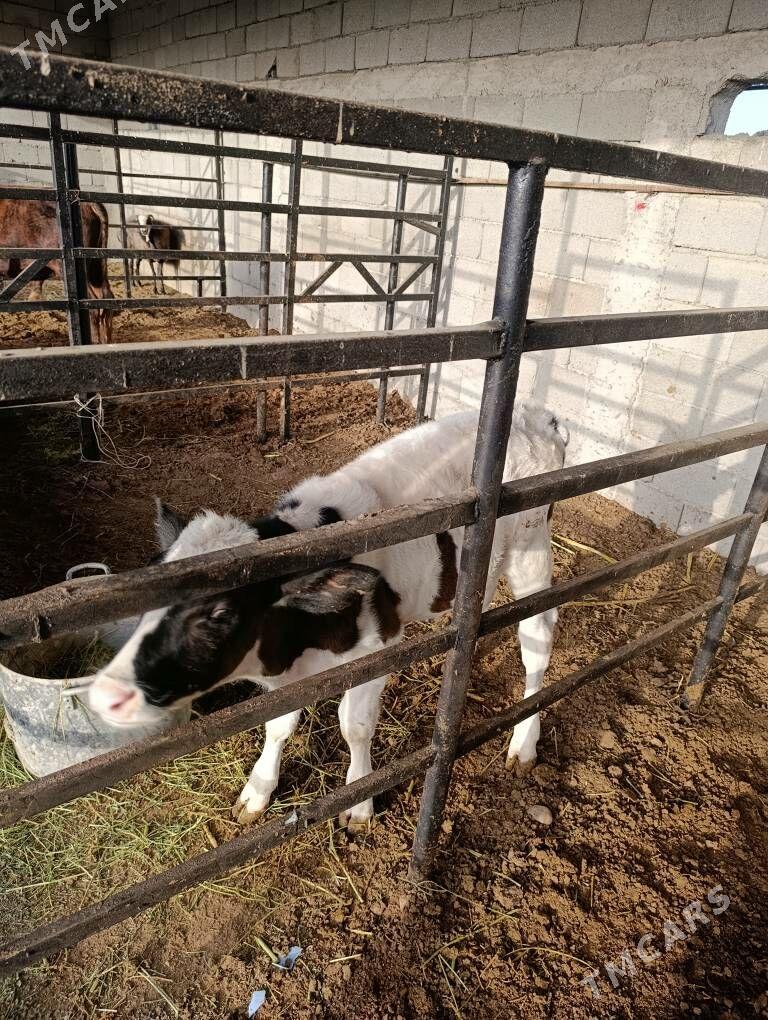 semental gole - Гуртли - img 3