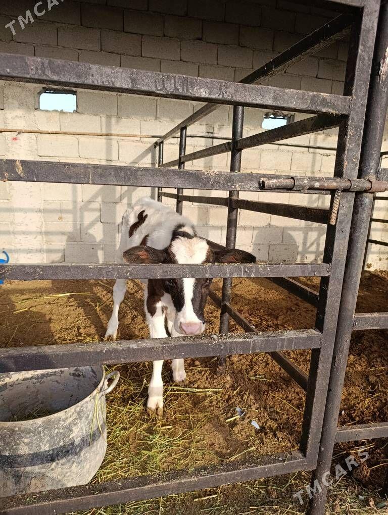 semental gole - Гуртли - img 1