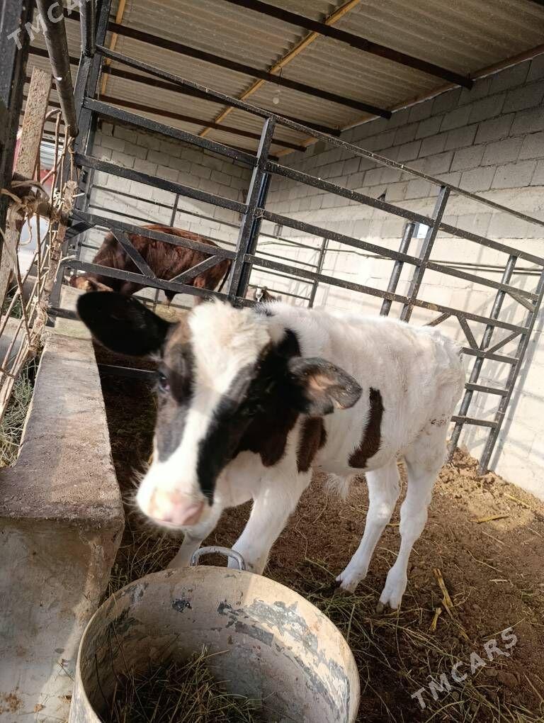 semental gole - Гуртли - img 2