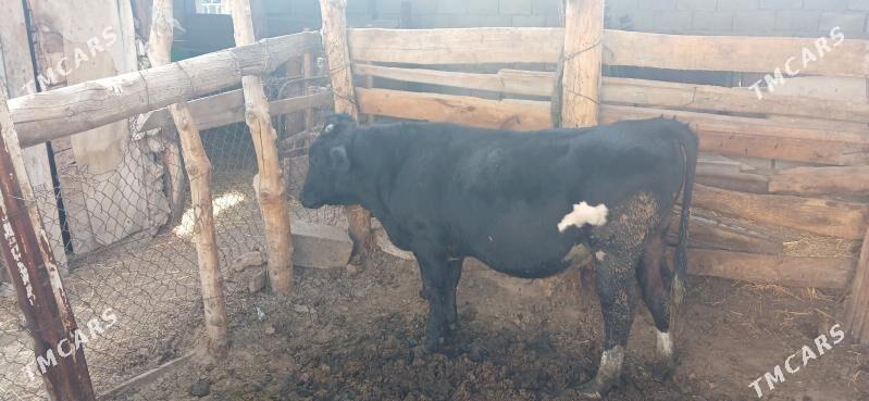 Õküz - Ашхабад - img 2