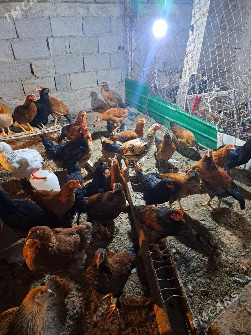 towuk 5.5 ay bolan - Ашхабад - img 1