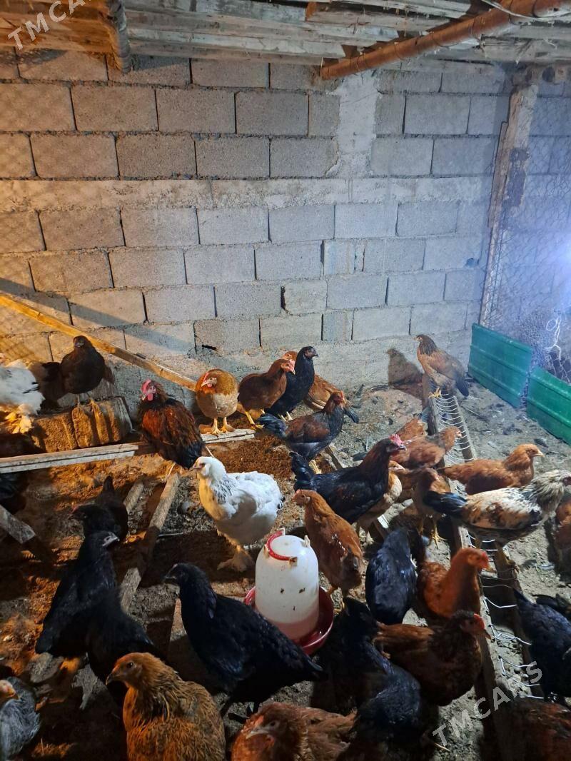 towuk 5.5 ay bolan - Aşgabat - img 3