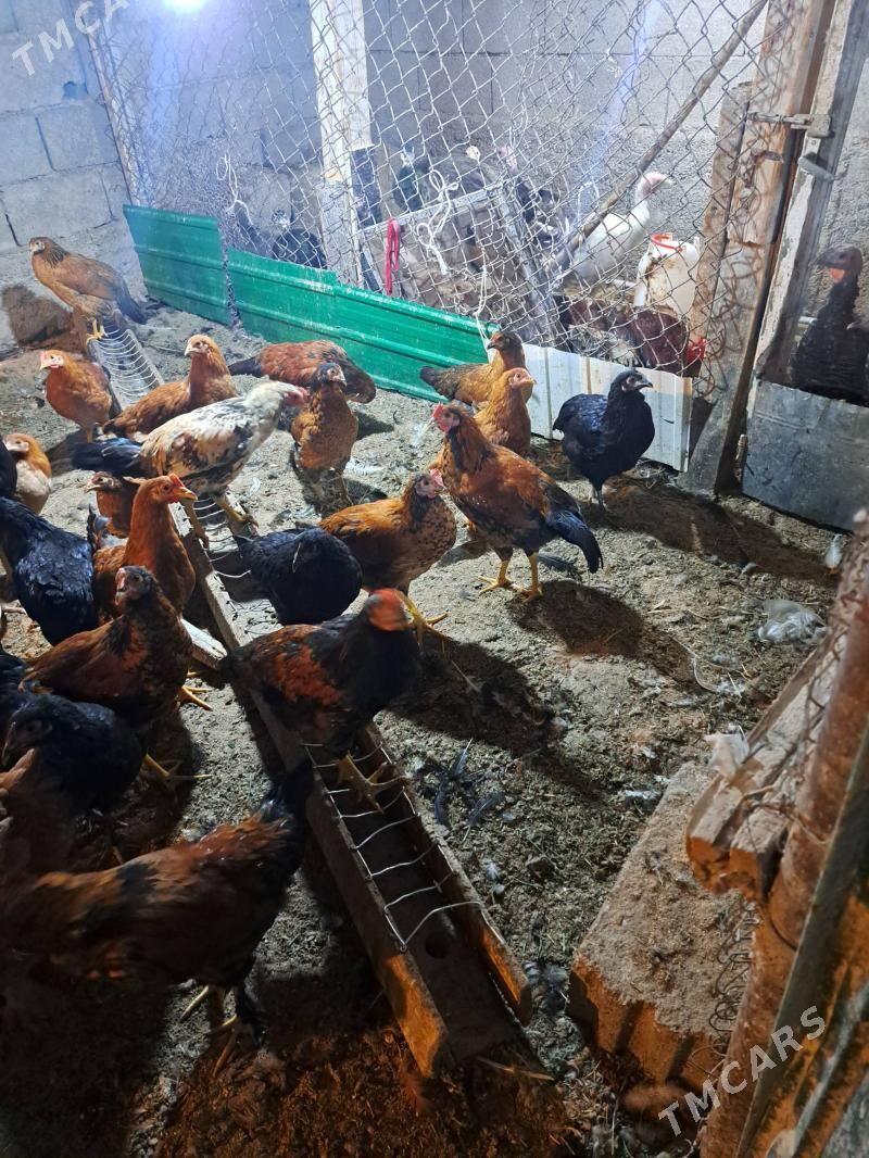 towuk 5.5 ay bolan - Aşgabat - img 5