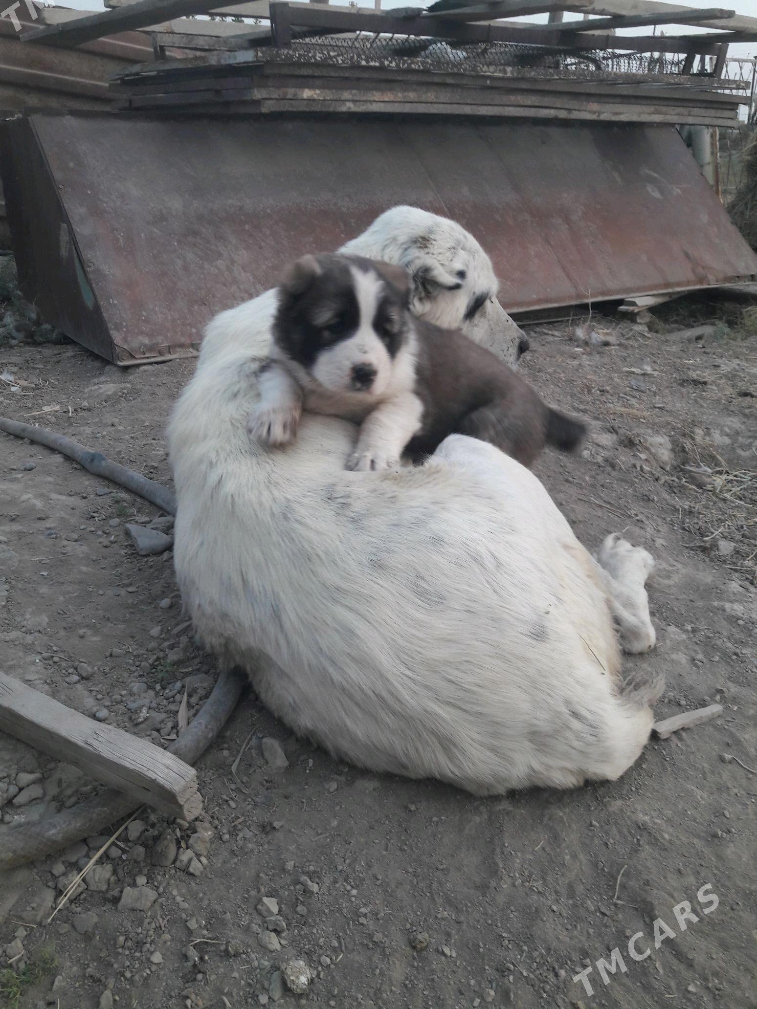 güjük - Kaka - img 4