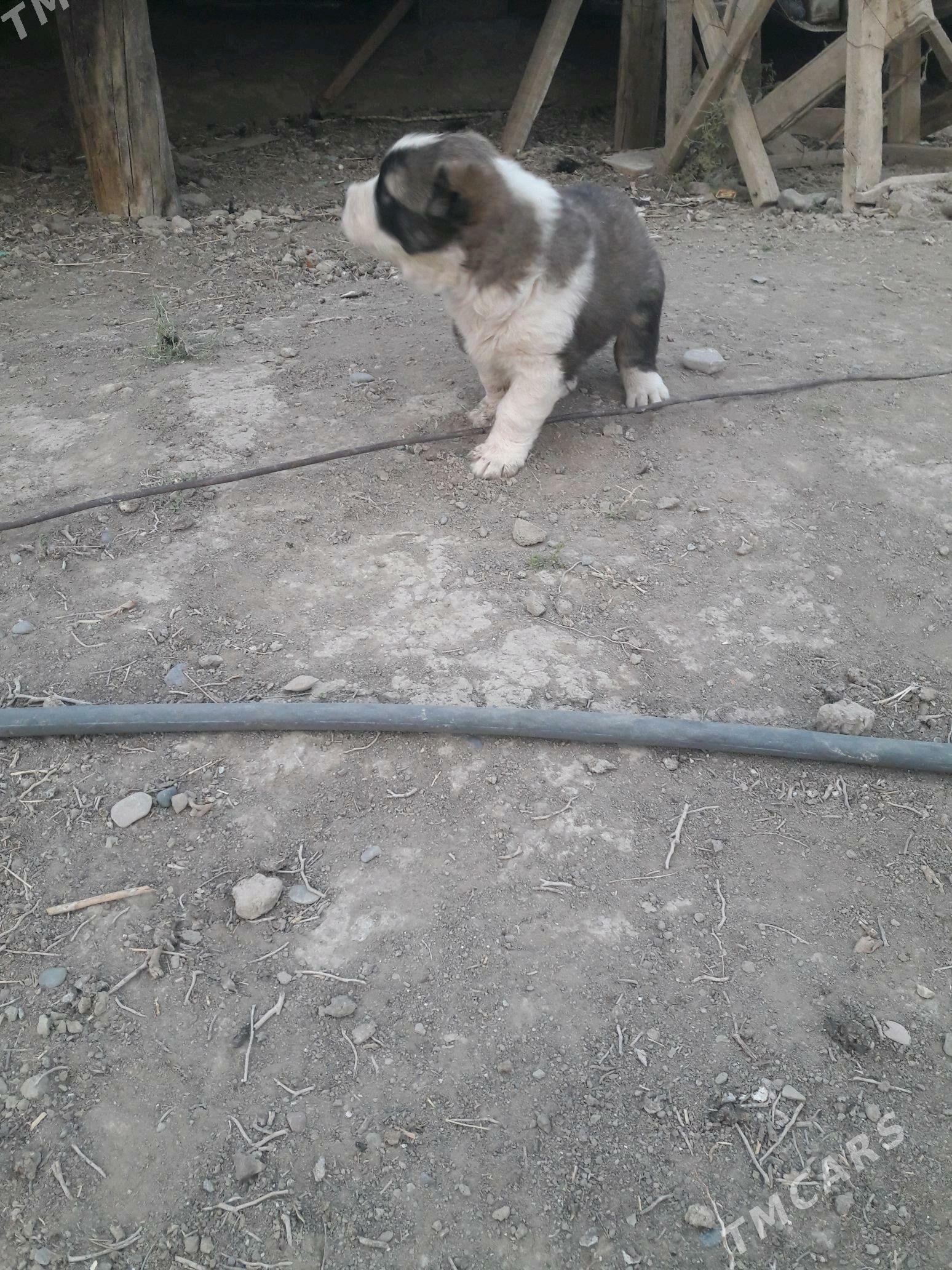 güjük - Kaka - img 1