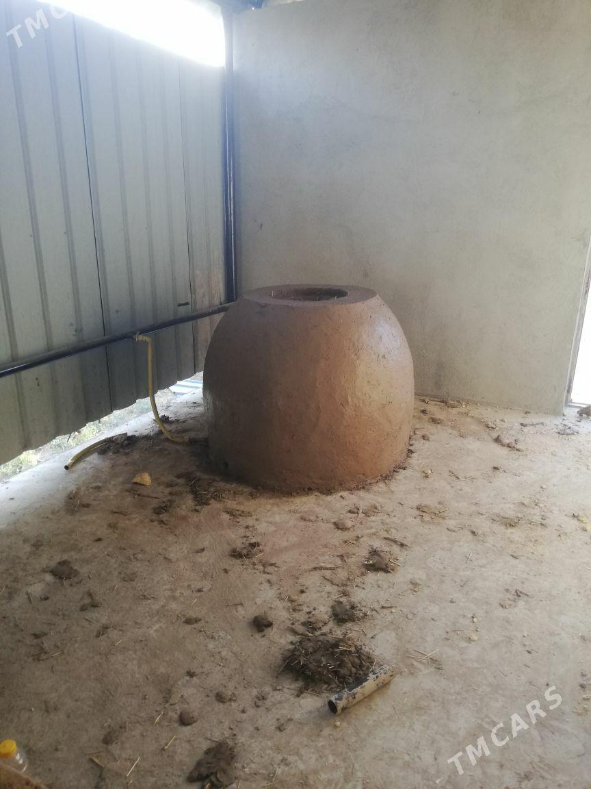 Tamdyr - Daşoguz - img 1