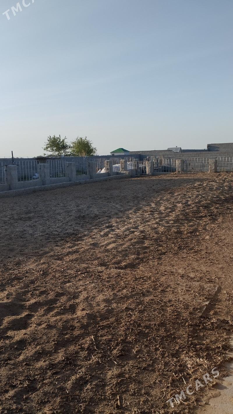 baherden Yarajy oba - Бахарден - img 2